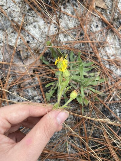 Chrysopsis gossypina, photographed by Brandon Wheeler