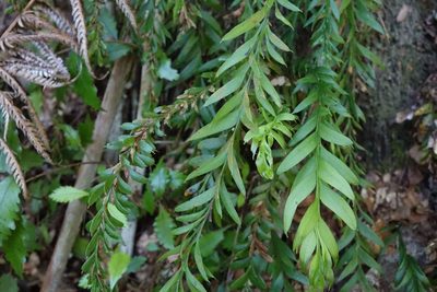 Tmesipteris elongata, photographed by John Barkla