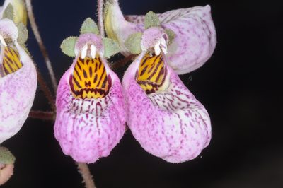 Calceolaria cana, photographed by aacocucci