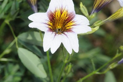 Salpiglossis sinuata, photographed by aacocucci