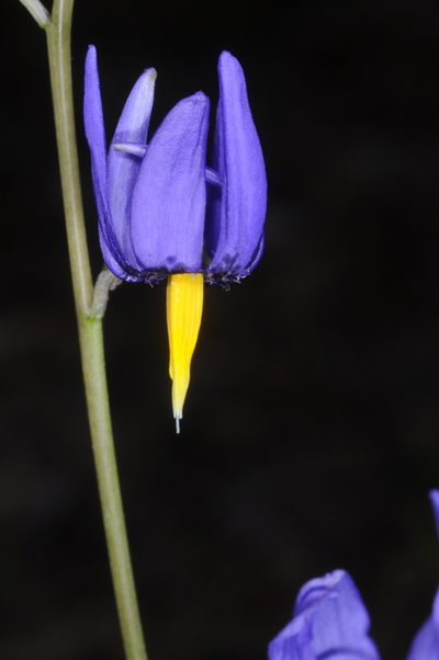Conanthera bifolia, photographed by aacocucci