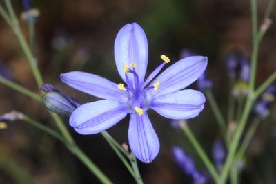 Pasithea caerulea, photographed by aacocucci