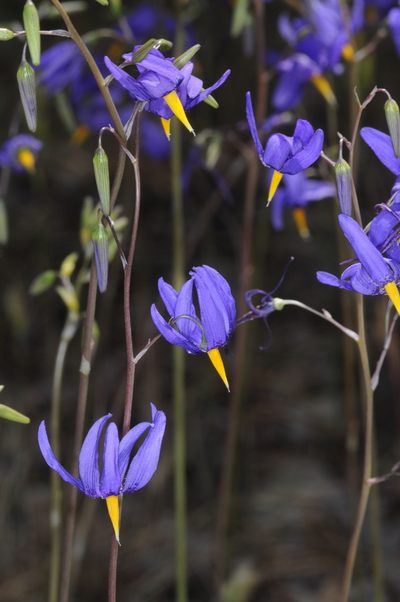 Conanthera bifolia, photographed by aacocucci