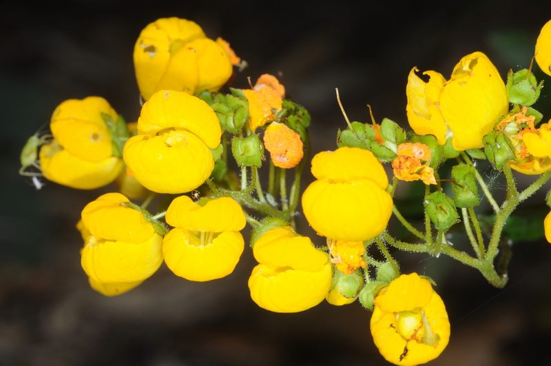 Calceolaria cavanillesii, photographed by aacocucci