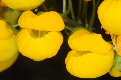 Calceolaria cavanillesii, photographed by aacocucci