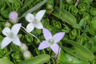 Oldenlandia salzmannii, photographed by aacocucci