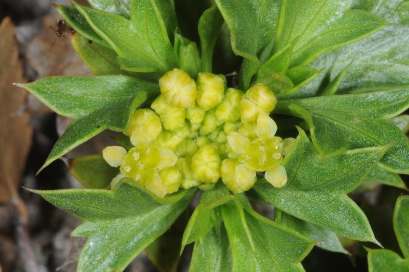 Azorella spinosa, photographed by aacocucci