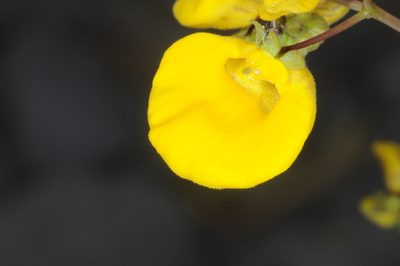 Calceolaria undulata, photographed by aacocucci