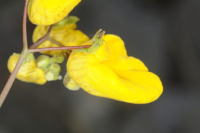 Calceolaria undulata, photographed by aacocucci