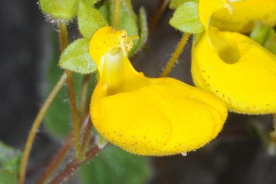 Calceolaria corymbosa, photographed by aacocucci