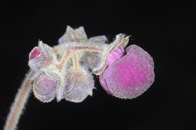 Calceolaria arachnoidea, photographed by aacocucci