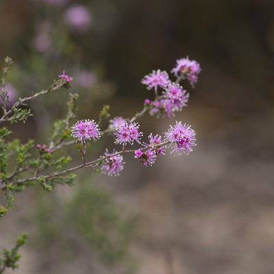 Kunzea parvifolia, photographed by Kym Nicolson