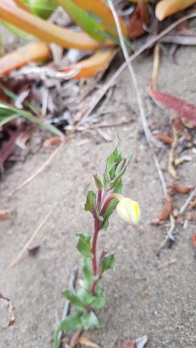 Oenothera grisea, photographed by Javier Conejeros Gastó