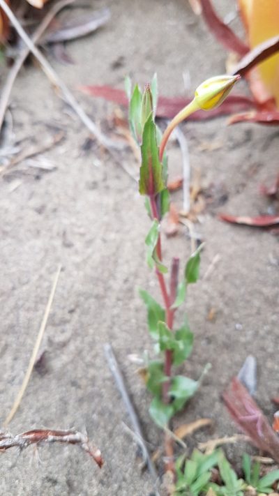 Oenothera grisea, photographed by Javier Conejeros Gastó