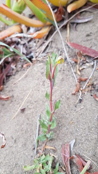 Oenothera grisea, photographed by Javier Conejeros Gastó