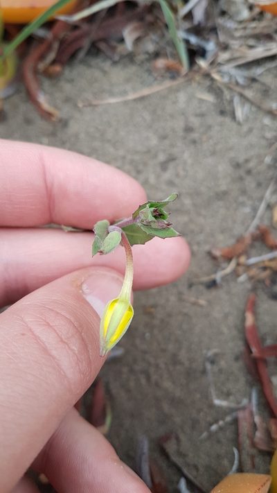 Oenothera grisea, photographed by Javier Conejeros Gastó