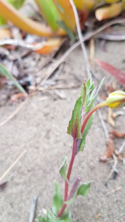 Oenothera grisea, photographed by Javier Conejeros Gastó