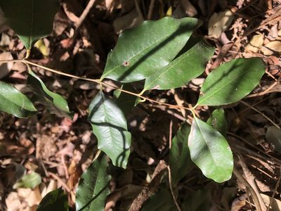 Syzygium francisii, photographed by Greg Tasney