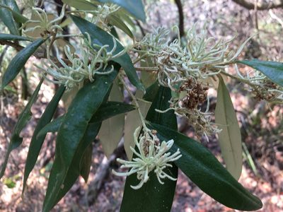Nematolepis squamea, photographed by Thomas Mesaglio