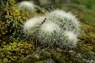 Mammillaria senilis, photographed by danygl