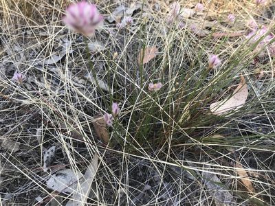Ptilotus drummondii, photographed by Ann Bentley