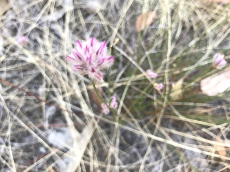 Ptilotus drummondii, photographed by Ann Bentley