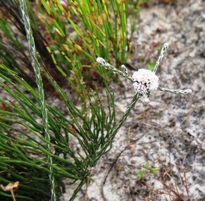 Stoebe schultzii, photographed by linkie