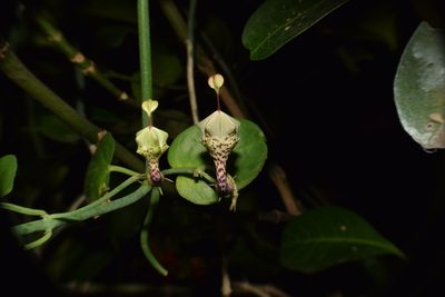 Ceropegia distincta, photographed by Sunčana Bradley