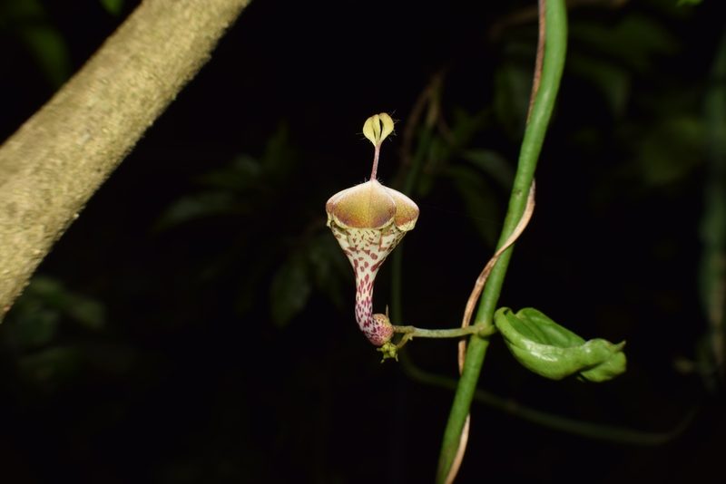 Ceropegia distincta, photographed by Sunčana Bradley