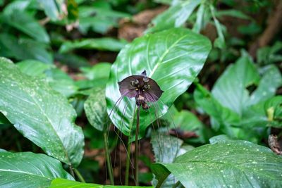 Tacca chantrieri, photographed by Shawn O'Donnell