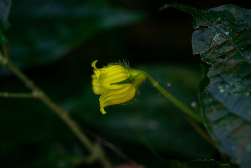 Thladiantha angustisepala, photographed by Shawn O'Donnell