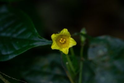 Thladiantha angustisepala, photographed by Shawn O'Donnell