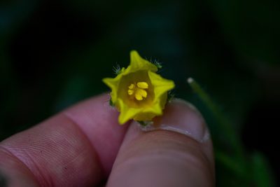 Thladiantha angustisepala, photographed by Shawn O'Donnell