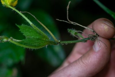 Thladiantha angustisepala, photographed by Shawn O'Donnell