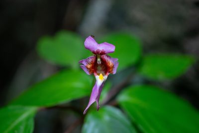 Impatiens bonii, photographed by Shawn O'Donnell