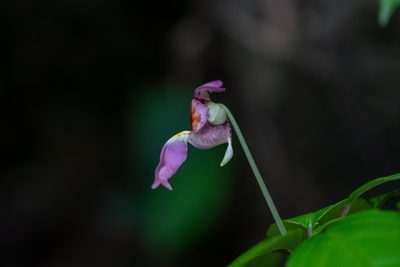 Impatiens bonii, photographed by Shawn O'Donnell