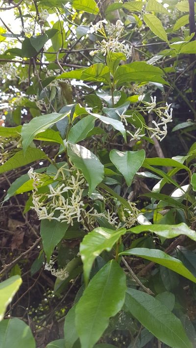 Trachelospermum lucidum, photographed by Neil Alderson