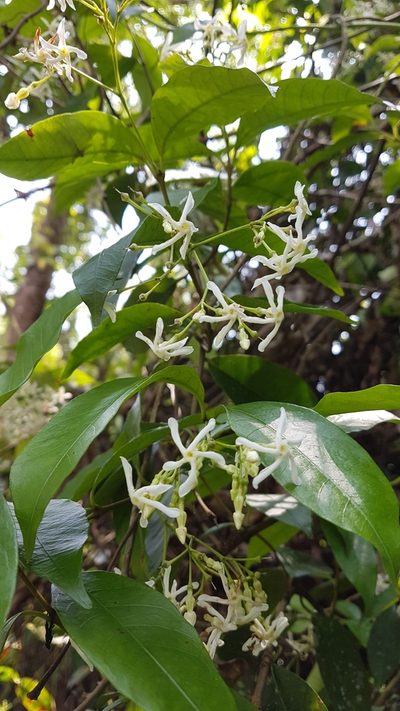 Trachelospermum lucidum, photographed by Neil Alderson