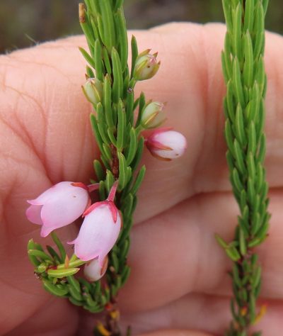Erica globulifera, photographed by linkie