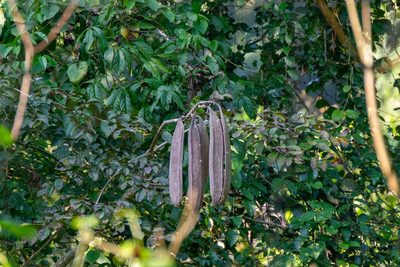 Oroxylum indicum, photographed by Shawn O'Donnell