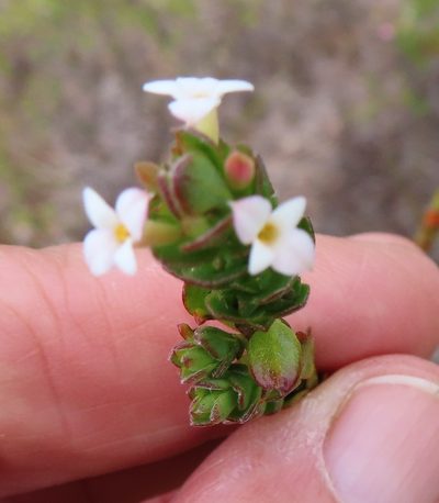 Gnidia spicata, photographed by linkie