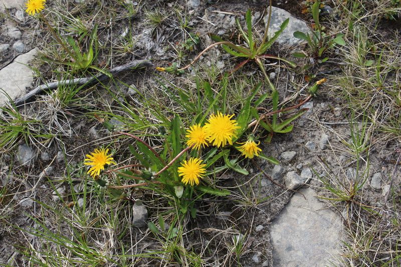 Taraxacum croceum, photographed by Dmitriy Bochkov
