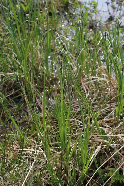 Carex adelostoma, photographed by Dmitriy Bochkov