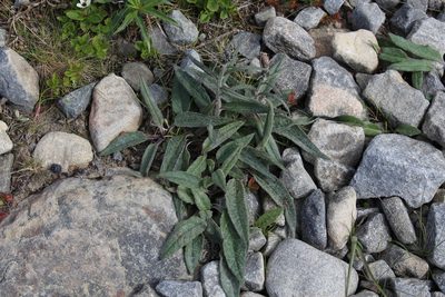 Saussurea alpina, photographed by Dmitriy Bochkov