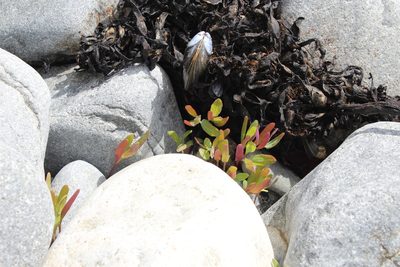 Atriplex nudicaulis, photographed by Dmitriy Bochkov