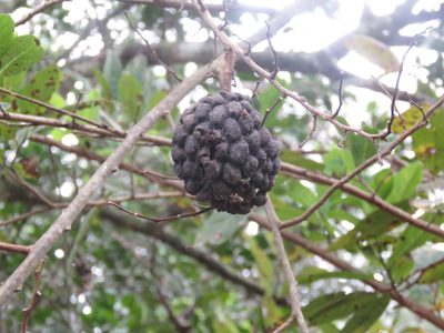 Annona squamosa, photographed by Diogo Luiz
