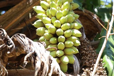 Attalea phalerata, photographed by Diogo Luiz