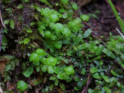 Cryptomitrium tenerum, photographed by Ken-ichi Ueda