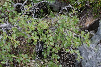 Betula intermedia, photographed by Dmitriy Bochkov