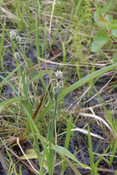 Carex adelostoma, photographed by Dmitriy Bochkov